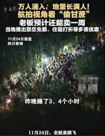 广西武鸣万人偷甘蔗